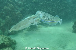 squid
 by Hamid Sayyaran 